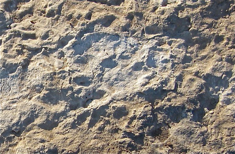 Possibles empreintes de patte arrière et avant d’un Prosauropode 