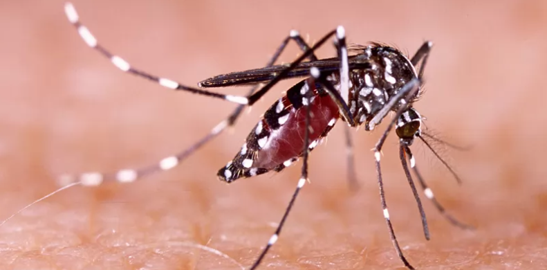 Moustique tigre